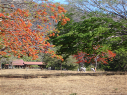Guanacaste