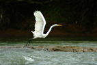Costa Rica's Fauna